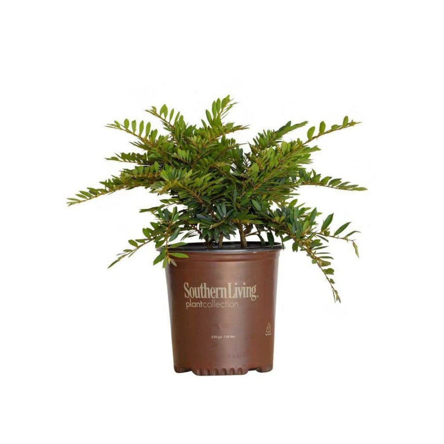 Outdoor Plants * | Promo 2 Gal. Jewel Box Distylium, Evergreen Shrub With Soft Blue-Green Foliage And A Rounded Habit By Southern Living