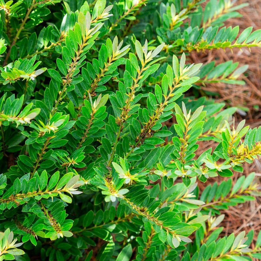 Outdoor Plants * | Promo 2 Gal. Jewel Box Distylium, Evergreen Shrub With Soft Blue-Green Foliage And A Rounded Habit By Southern Living