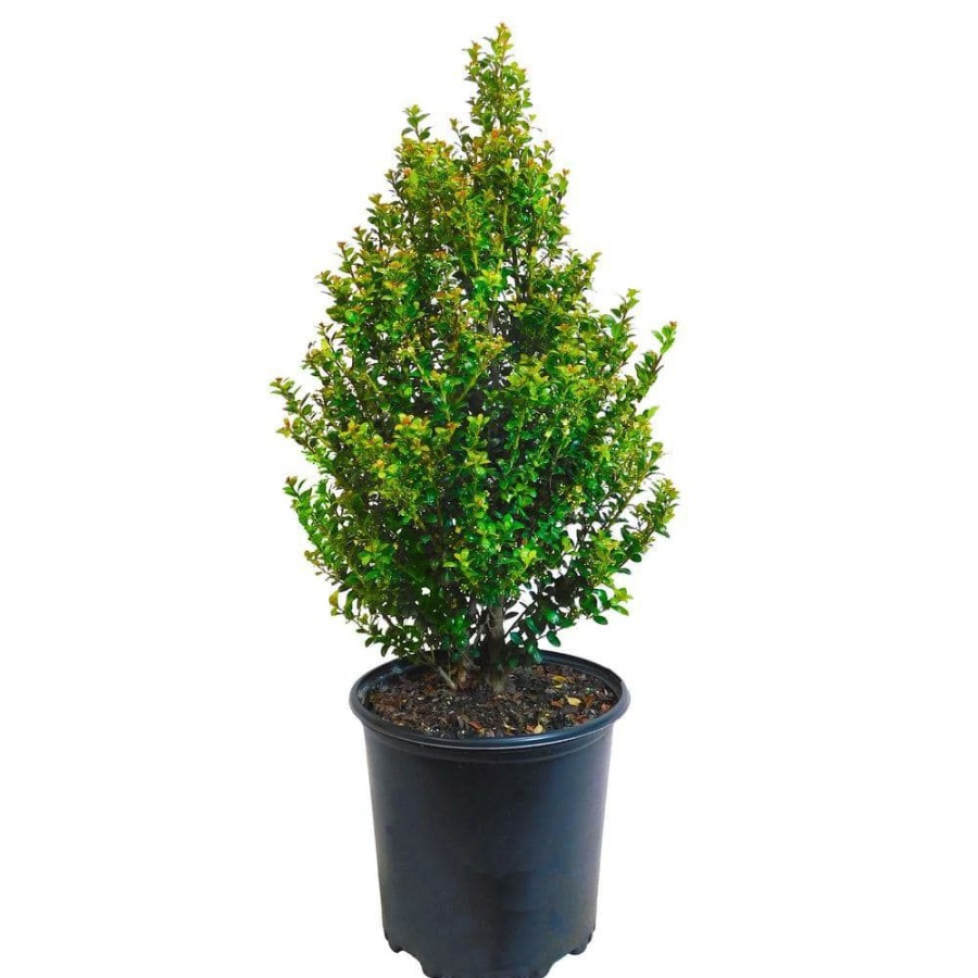 Outdoor Plants * | Brand New 2.25 Gal. Steeds Upright Japanese Holly Plant With Dark Green Foliage By Unbranded