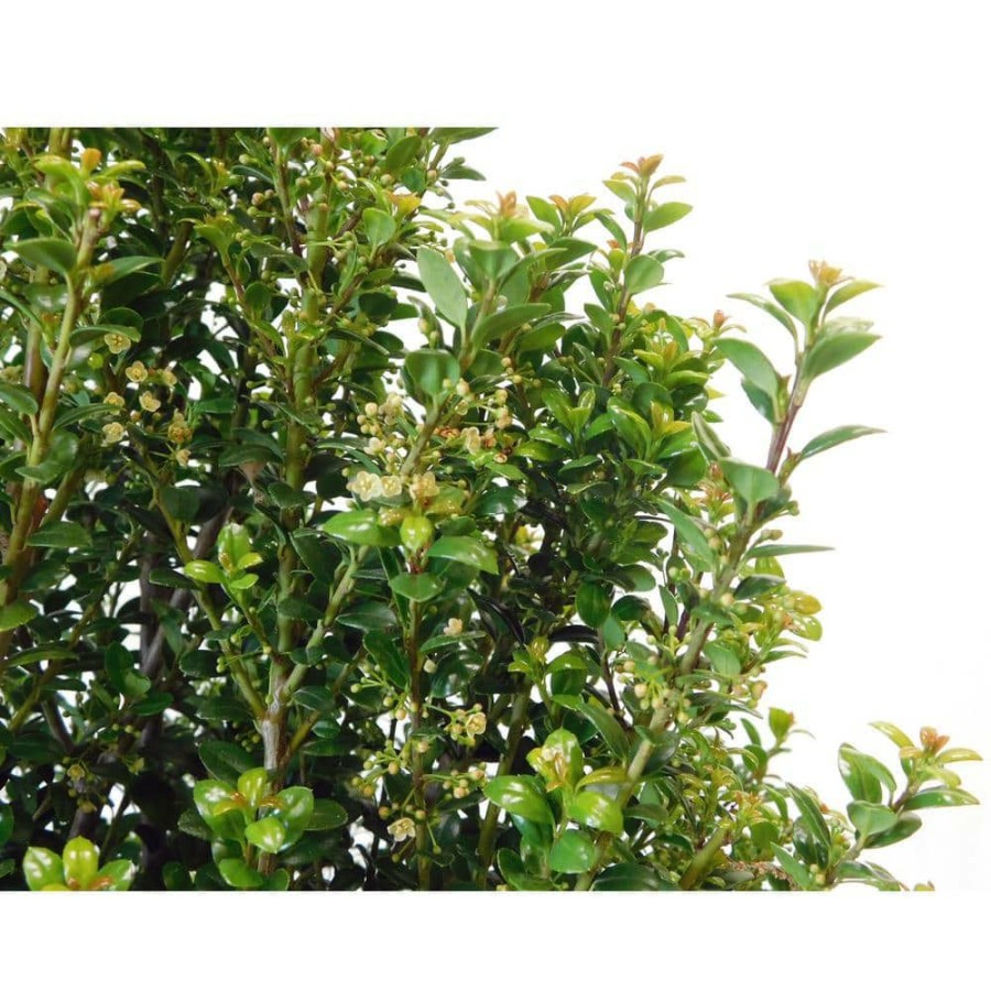 Outdoor Plants * | Brand New 2.25 Gal. Steeds Upright Japanese Holly Plant With Dark Green Foliage By Unbranded