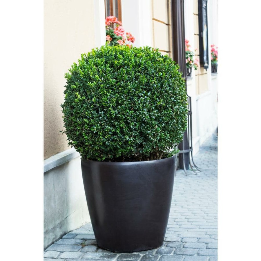 Outdoor Plants * | New 1 Gal. American Boxwood Shrub (2-Pack) By Online Orchards