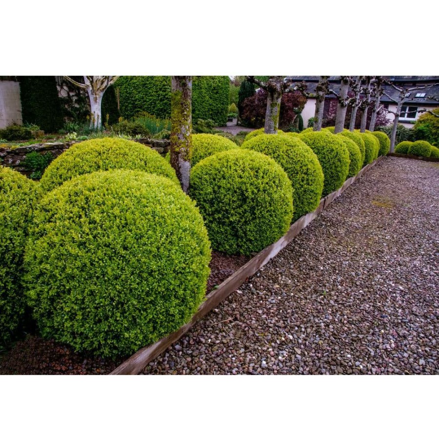 Outdoor Plants * | New 1 Gal. American Boxwood Shrub (2-Pack) By Online Orchards