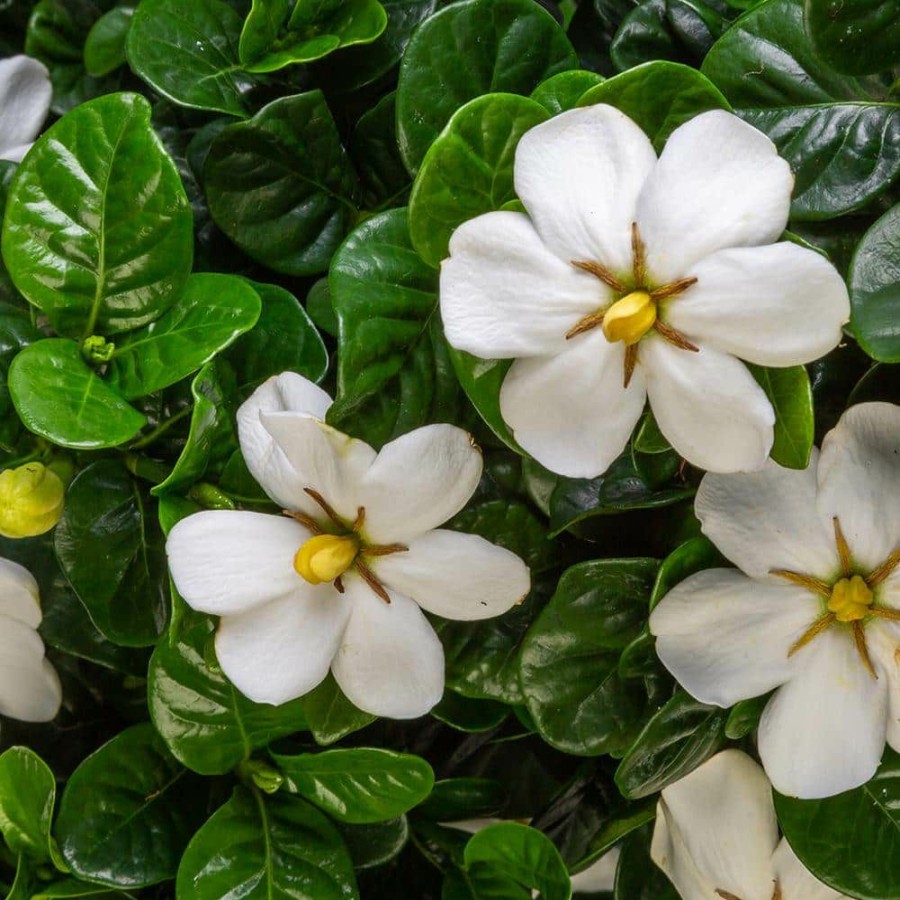 Outdoor Plants * | Cheap 2 Gal. Diamond Spire Gardenia Live Evergreen Shrub With White Fragrant Blooms By Southern Living