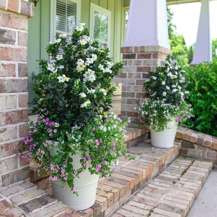 Outdoor Plants * | Cheap 2 Gal. Diamond Spire Gardenia Live Evergreen Shrub With White Fragrant Blooms By Southern Living