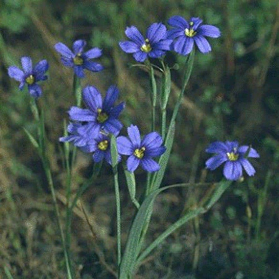 Outdoor Plants * | Top 10 4 In. Blue Eyed Grass Potted Bog/Marginal Pond Plant By Unbranded