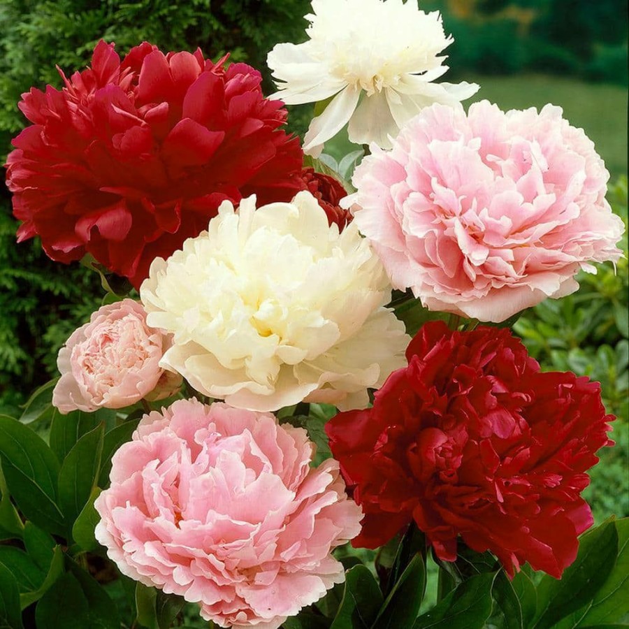 Outdoor Plants * | Discount Mixed Color Peonies Root (Set Of 3) By Van Zyverden