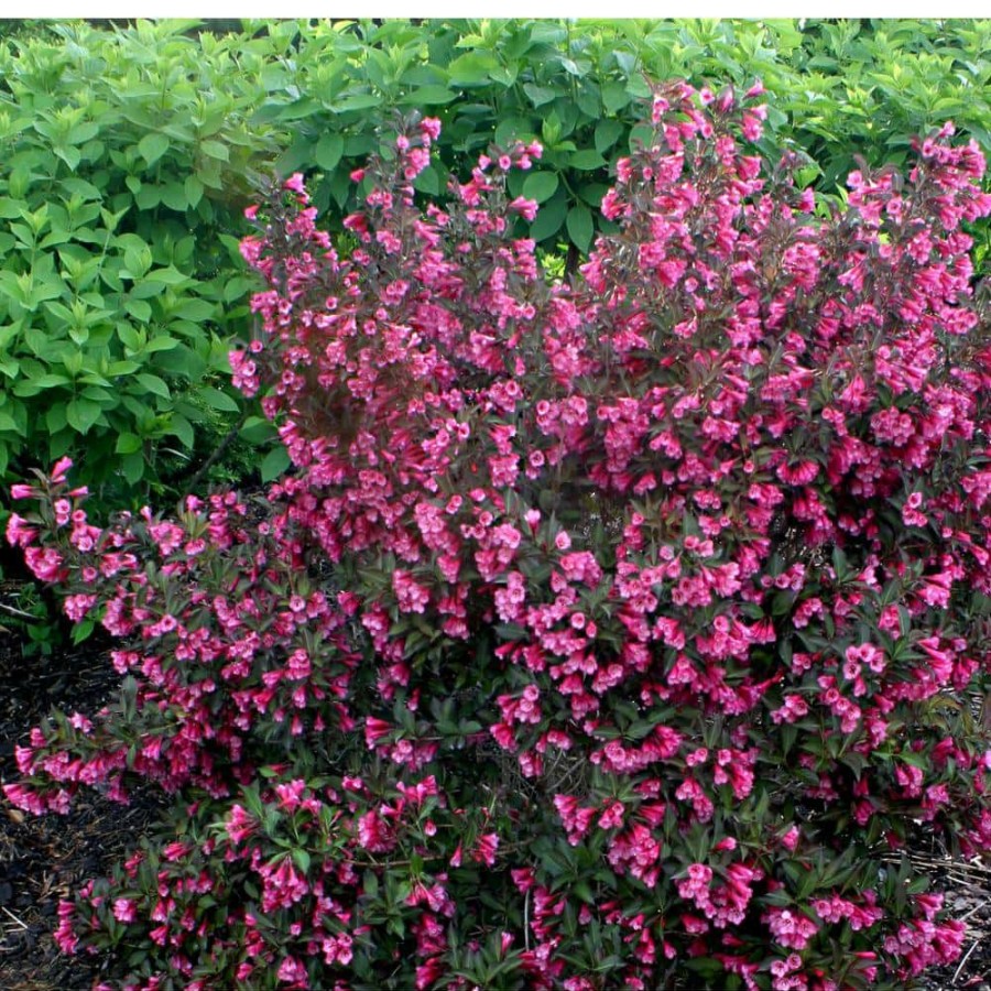 Outdoor Plants * | Top 10 4.5 In. Qt. Wine And Roses Reblooming Weigela (Florida) Live Shrub, Pink Flowers And Dark Purple Foliage By Proven Winners