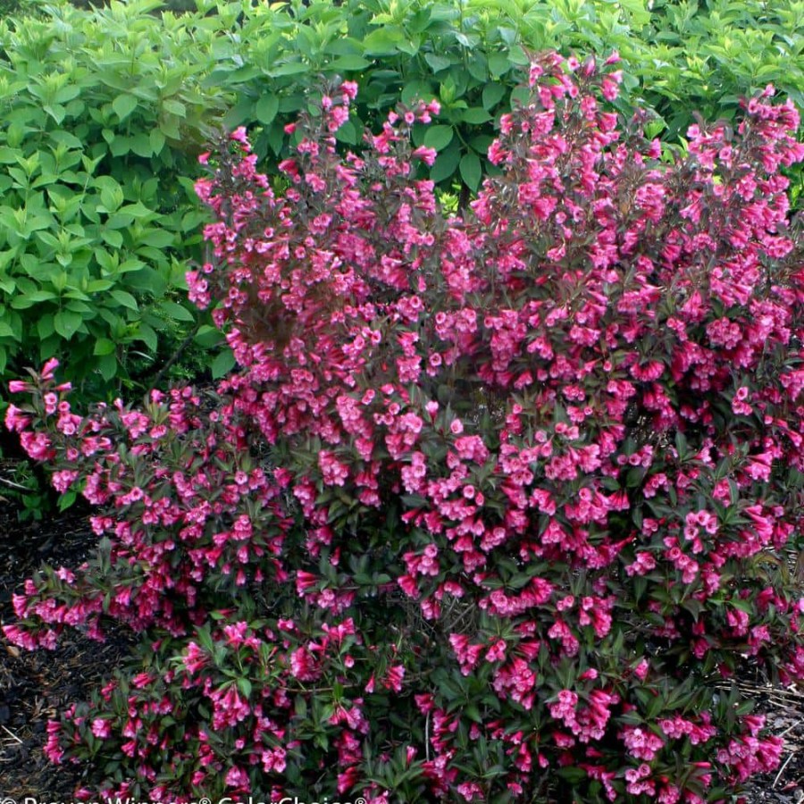 Outdoor Plants * | Top 10 4.5 In. Qt. Wine And Roses Reblooming Weigela (Florida) Live Shrub, Pink Flowers And Dark Purple Foliage By Proven Winners