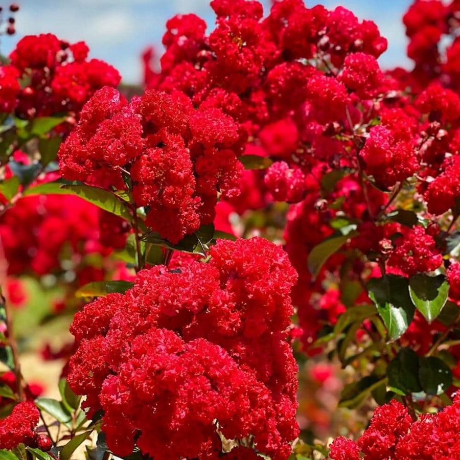 Outdoor Plants * | Coupon 7 Gal. Ruffled Red Magic Crape Myrtle Tree By First Editions