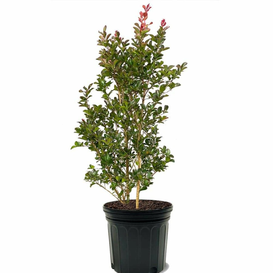 Outdoor Plants * | Coupon 7 Gal. Ruffled Red Magic Crape Myrtle Tree By First Editions