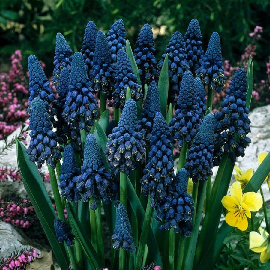 Outdoor Plants * | Top 10 Blue Grape Hyacinths Giant Cobalt Bulbs (25-Pack) By Van Zyverden