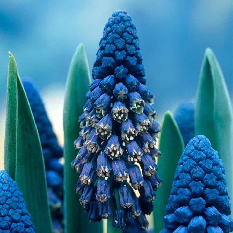 Outdoor Plants * | Top 10 Blue Grape Hyacinths Giant Cobalt Bulbs (25-Pack) By Van Zyverden