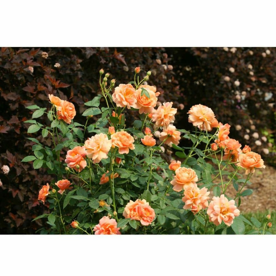 Outdoor Plants * | Top 10 4.5 In. Qt. At Last Rose (Rosa) Live Shrub, Orange Flowers By Proven Winners