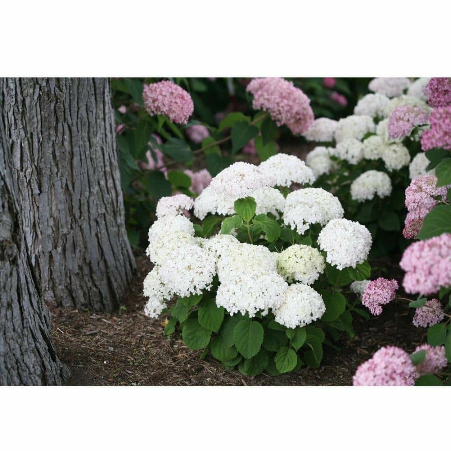 Outdoor Plants * | Best Deal 4.5 In. Qt. Invincibelle Wee White (Smooth Hydrangea) Live Shrub White Flowers By Proven Winners