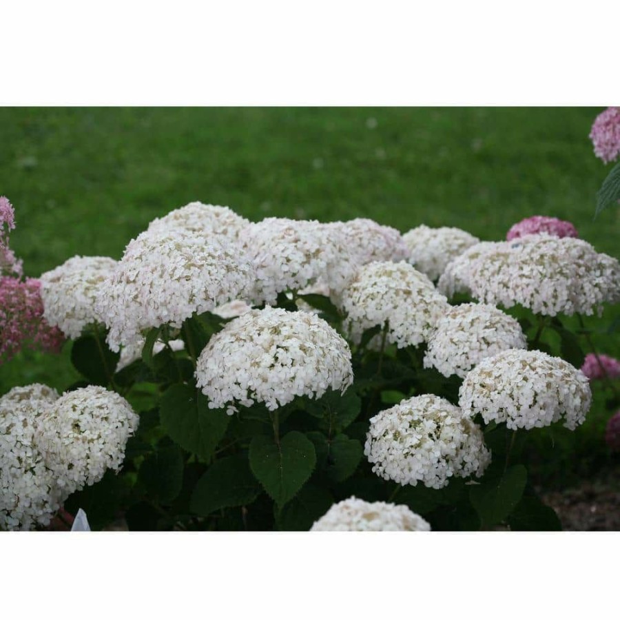 Outdoor Plants * | Best Deal 4.5 In. Qt. Invincibelle Wee White (Smooth Hydrangea) Live Shrub White Flowers By Proven Winners