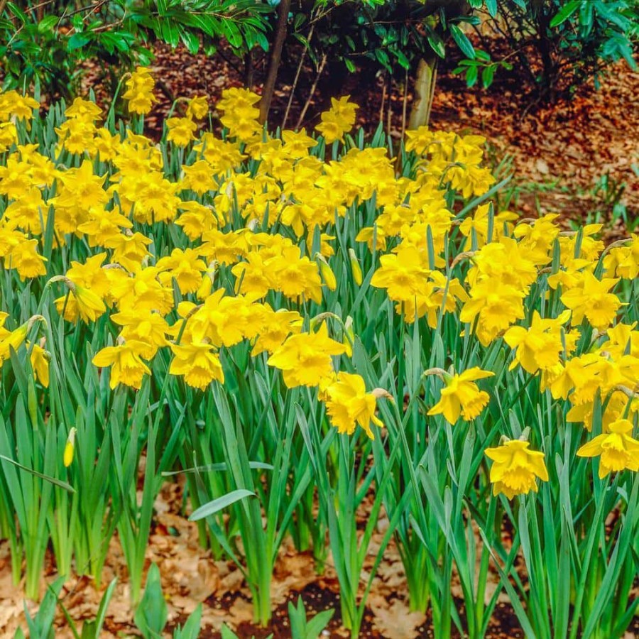 Outdoor Plants * | New King Alfred Improved Trumpet Daffodil Bulbs 100-Pack By Van Bourgondien