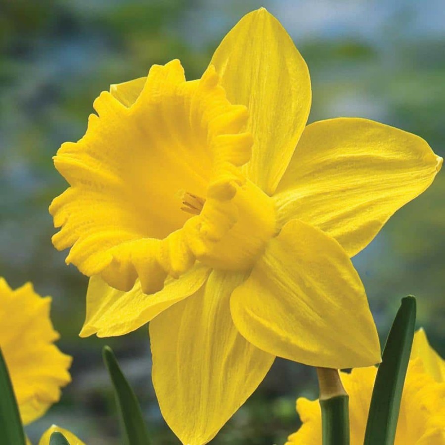 Outdoor Plants * | New King Alfred Improved Trumpet Daffodil Bulbs 100-Pack By Van Bourgondien