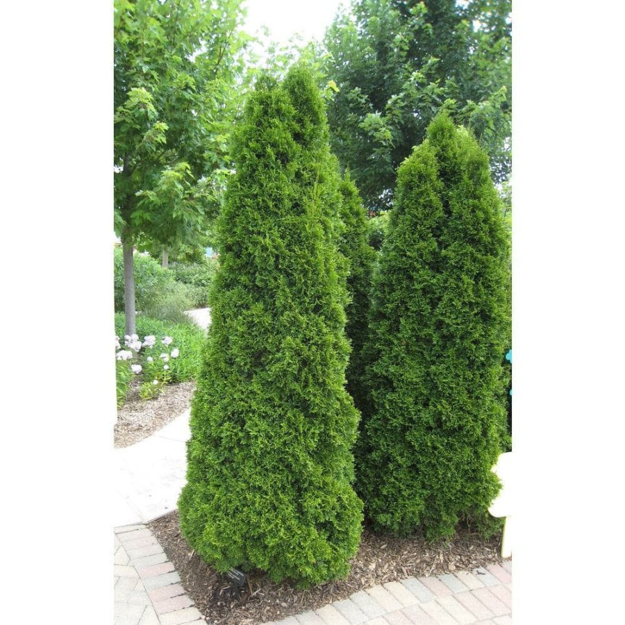 Outdoor Plants * | Flash Sale 1 Gal. Emerald Green Arborvitae Shrub By Online Orchards