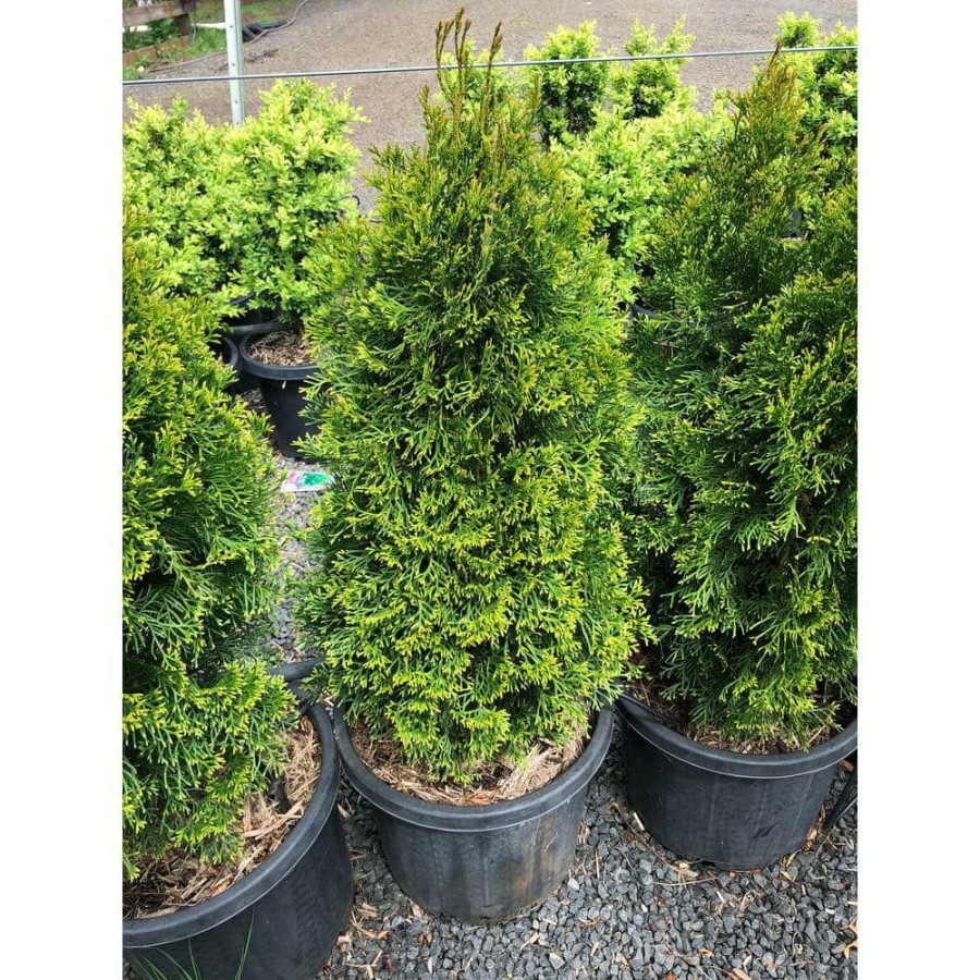 Outdoor Plants * | Flash Sale 1 Gal. Emerald Green Arborvitae Shrub By Online Orchards