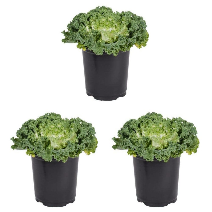 Outdoor Plants * | Best Sale 2.5 Qt. White Ornamental Kale Annual Plant (3-Pack) By Metrolina Greenhouses