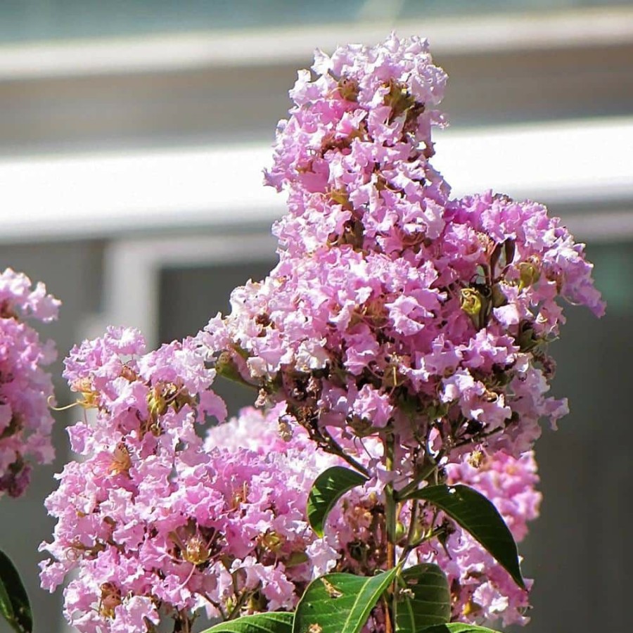 Outdoor Plants * | Best Sale 3 Gal. Muskogee Lavender Crape Myrtle By Unbranded