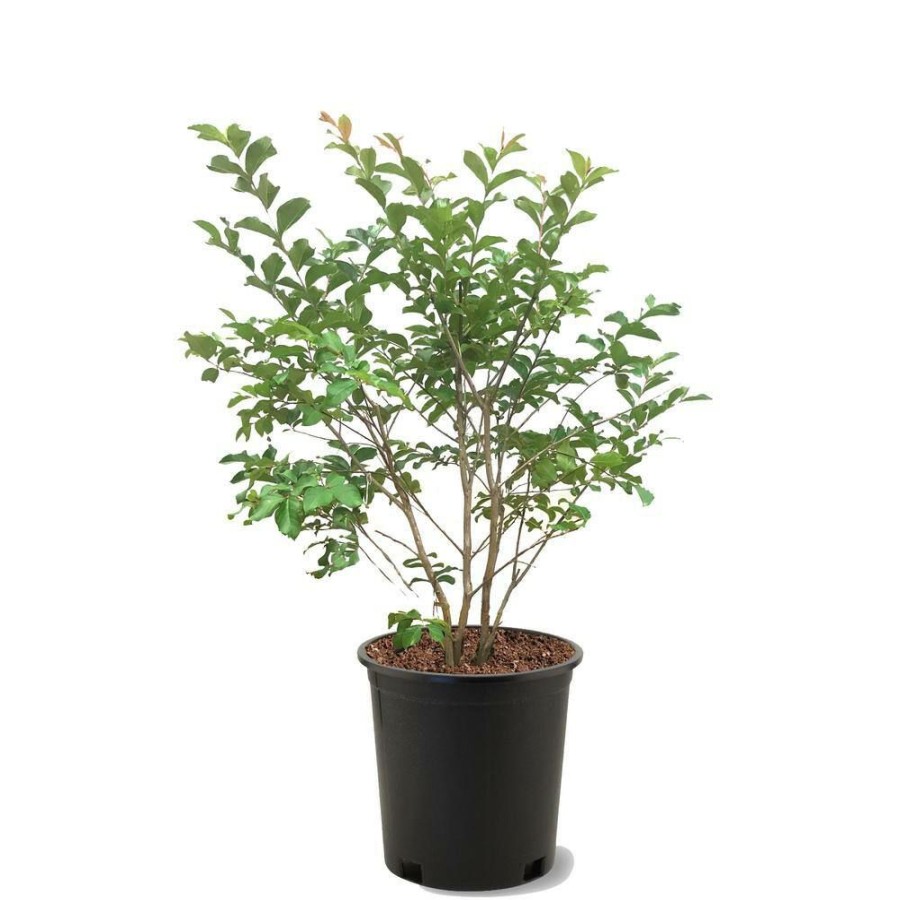 Outdoor Plants * | Best Sale 3 Gal. Muskogee Lavender Crape Myrtle By Unbranded