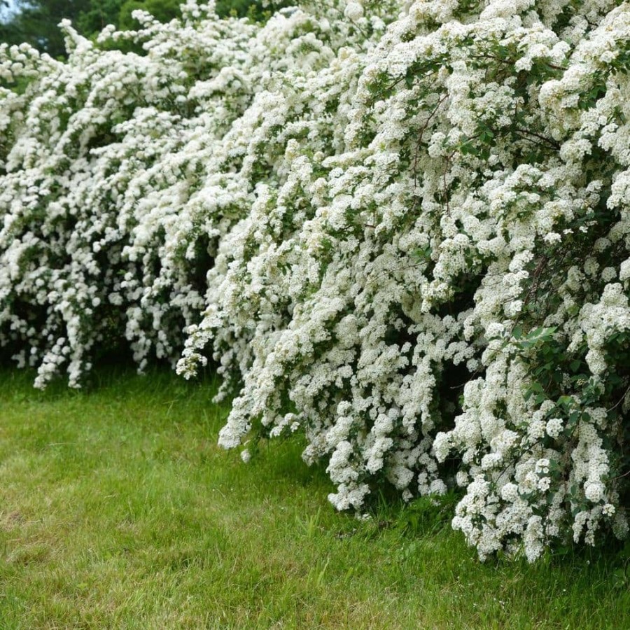 Outdoor Plants * | Discount 2.25 Gal. Spirea Reeves Flowering Shrub With White Blooms By National Plant Network