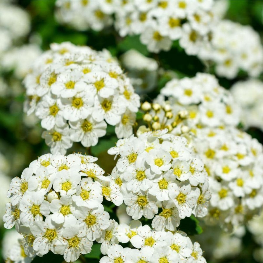 Outdoor Plants * | Discount 2.25 Gal. Spirea Reeves Flowering Shrub With White Blooms By National Plant Network