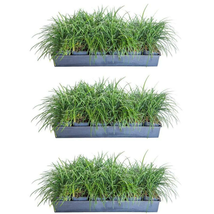 Outdoor Plants * | Wholesale Mondo Grass 3 1/4 In. Pots (54-Pack) Groundcover Plant By Flowerwood