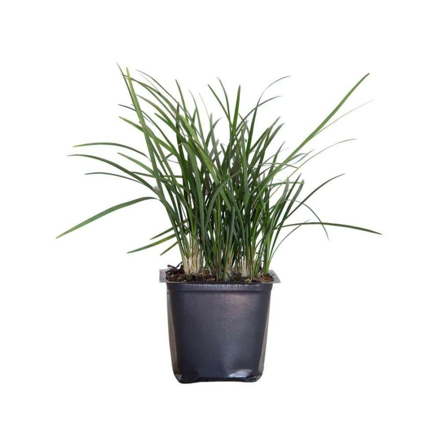 Outdoor Plants * | Wholesale Mondo Grass 3 1/4 In. Pots (54-Pack) Groundcover Plant By Flowerwood