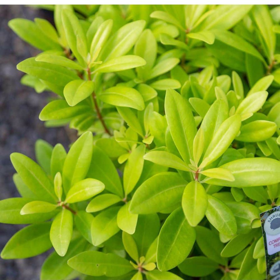 Outdoor Plants * | Hot Sale 2 Gal. Florida Sunshine Anise (Illicium) Shrub Plant With Shade-Friendly Chartreuse Yellow Foliage By Southern Living