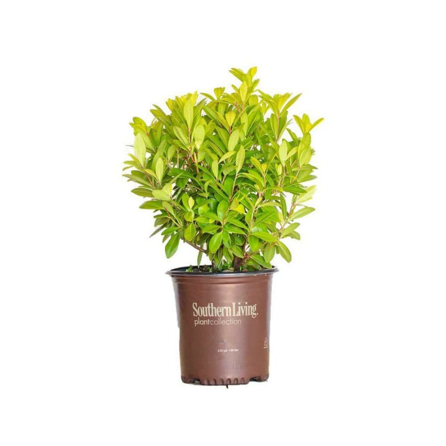 Outdoor Plants * | Hot Sale 2 Gal. Florida Sunshine Anise (Illicium) Shrub Plant With Shade-Friendly Chartreuse Yellow Foliage By Southern Living