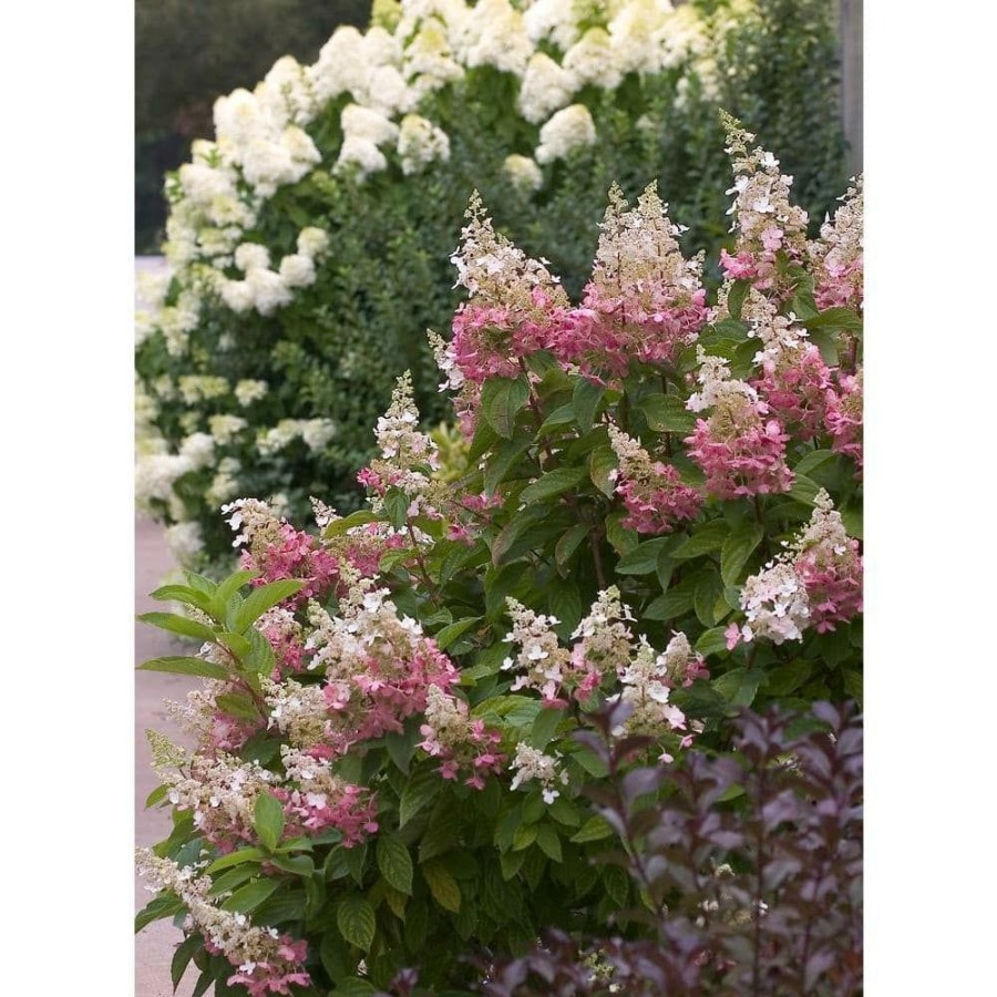 Outdoor Plants * | New 4.5 In. Qt. Pinky Winky Hardy Hydrangea (Paniculata) Live Shrub, White And Pink Flowers By Proven Winners