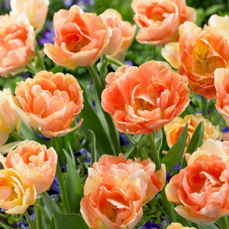 Outdoor Plants * | Discount Tulips Orange Angelique Bulbs (12-Pack) By Van Zyverden