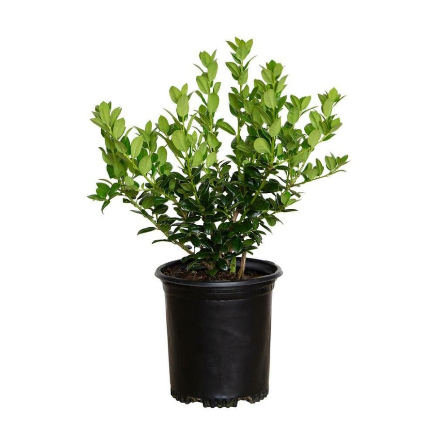 Outdoor Plants * | Hot Sale 2.5 Qt. Dwarf Burford Holly (Ilex), Live Evergreen Shrub, Glossy Foliage With A Single Spin By Flowerwood