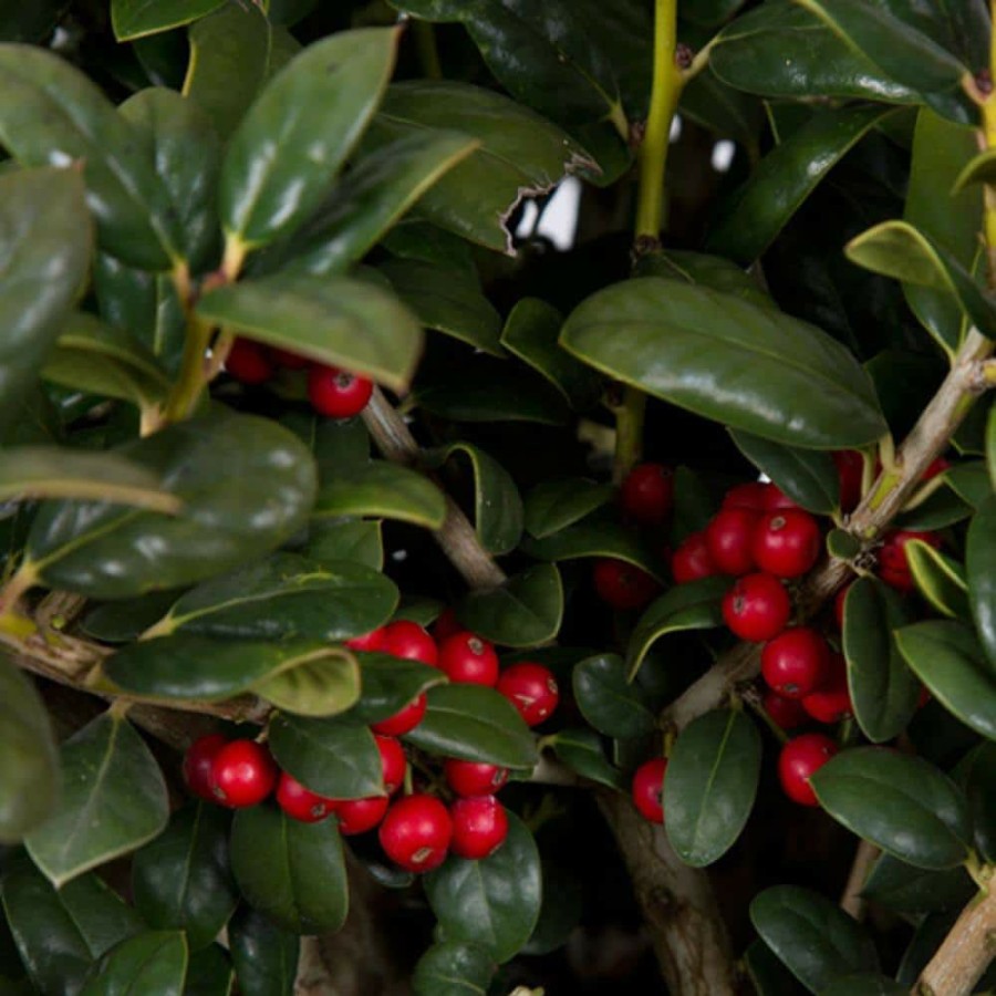 Outdoor Plants * | Hot Sale 2.5 Qt. Dwarf Burford Holly (Ilex), Live Evergreen Shrub, Glossy Foliage With A Single Spin By Flowerwood