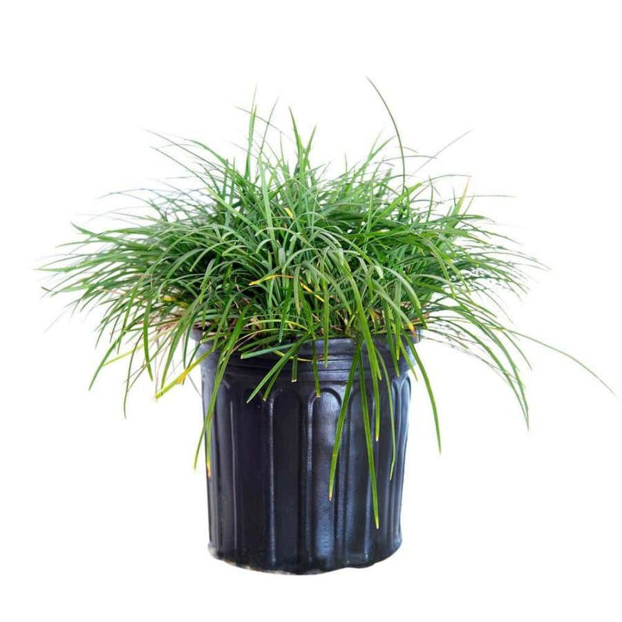 Outdoor Plants * | Cheapest 2.5 Qt. Mondo Grass Groundcover Plant By Flowerwood