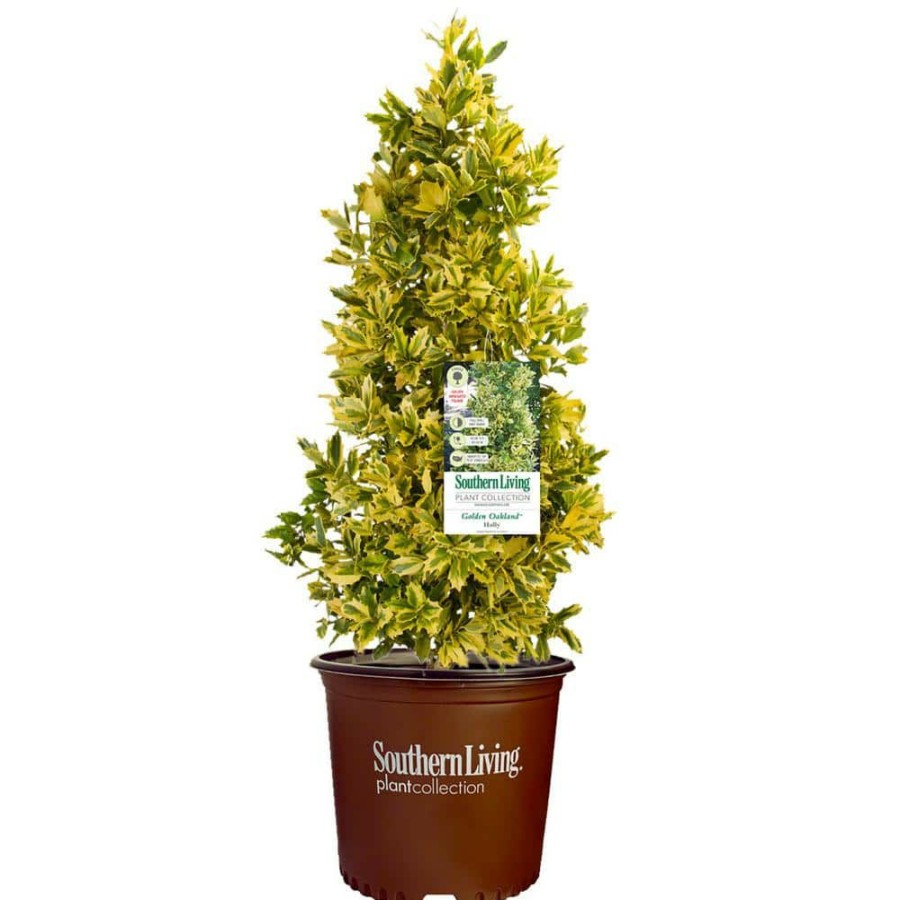 Outdoor Plants * | Discount 3 Gal. Golden Oakland Holly Plant With Golden Variegated Foliage By Southern Living