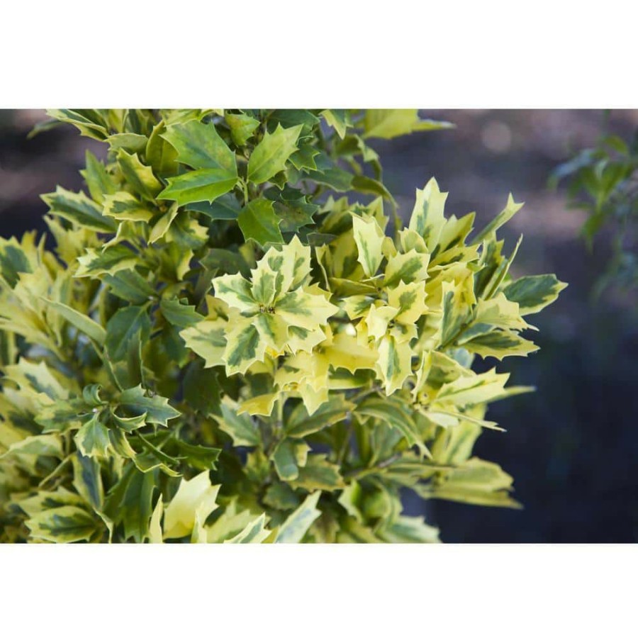 Outdoor Plants * | Discount 3 Gal. Golden Oakland Holly Plant With Golden Variegated Foliage By Southern Living