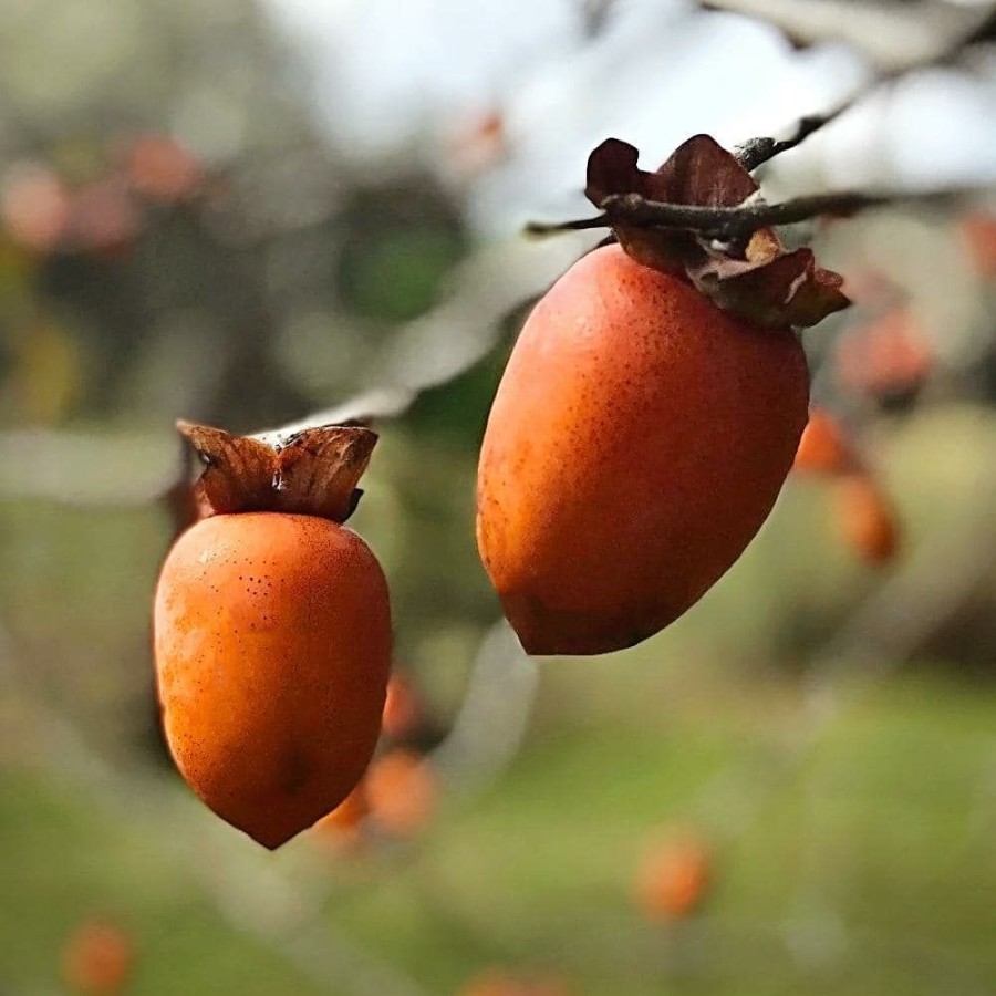 Outdoor Plants * | Wholesale Saijo Persimmon Tree By Unbranded