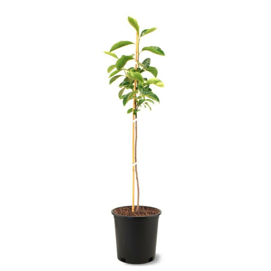 Outdoor Plants * | Wholesale Saijo Persimmon Tree By Unbranded