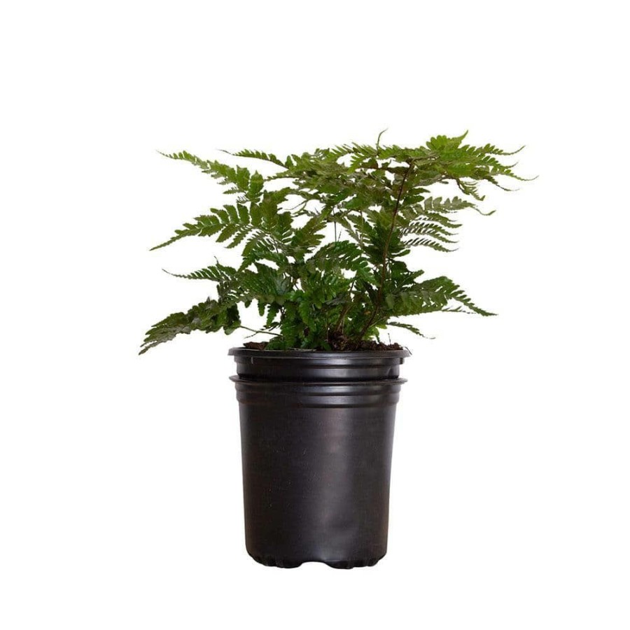 Outdoor Plants * | Outlet 2.5 Qt. Autumn Fern, Live Evergreen Plant, Copper And Green Foliage By Flowerwood