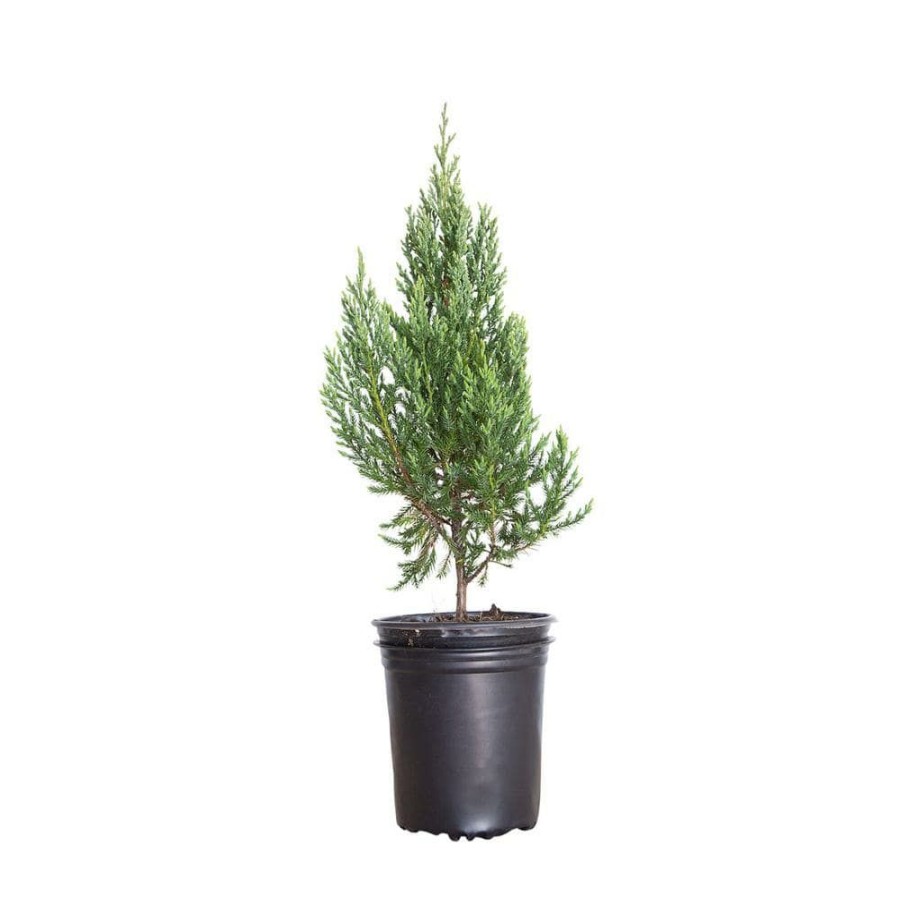 Outdoor Plants * | Promo 2.5 Qt. Blue Point Juniper Live Evergreen Shrub/Tree By Flowerwood