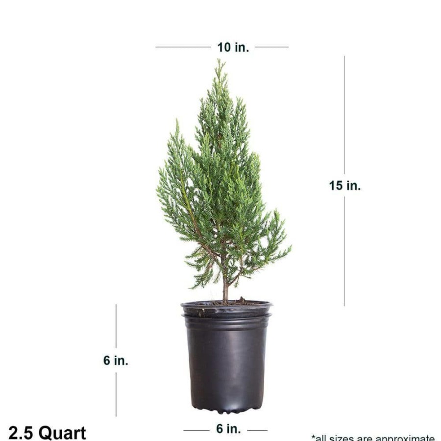 Outdoor Plants * | Promo 2.5 Qt. Blue Point Juniper Live Evergreen Shrub/Tree By Flowerwood