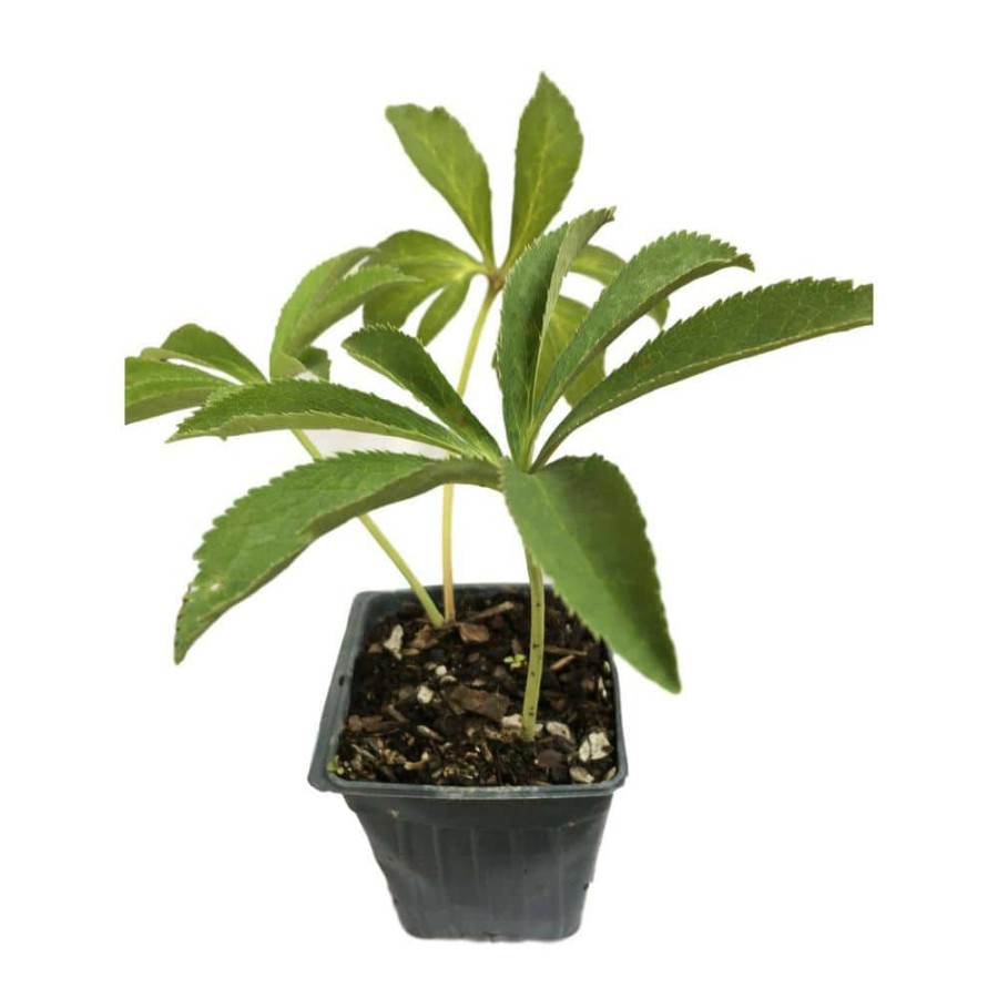 Outdoor Plants * | Outlet Lenten Rose 3 Separate Plants In 3 Separate 2.5 In. Continers Perennials By Daylily Nursery