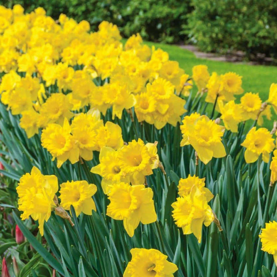 Outdoor Plants * | Best Deal 15/17 Cm Premium Xl Yellow Trumpet Daffodil Bulbs (Bag Of 100) By Vigoro