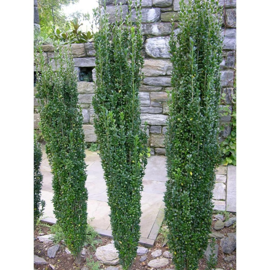 Outdoor Plants * | Outlet 1 Gal. Sky Pencil Japanese Holly Shrub Columnar Evergreen Especially Elegant In Containers And As Hedges By Online Orchards