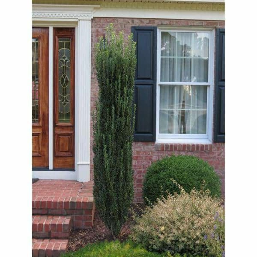 Outdoor Plants * | Outlet 1 Gal. Sky Pencil Japanese Holly Shrub Columnar Evergreen Especially Elegant In Containers And As Hedges By Online Orchards