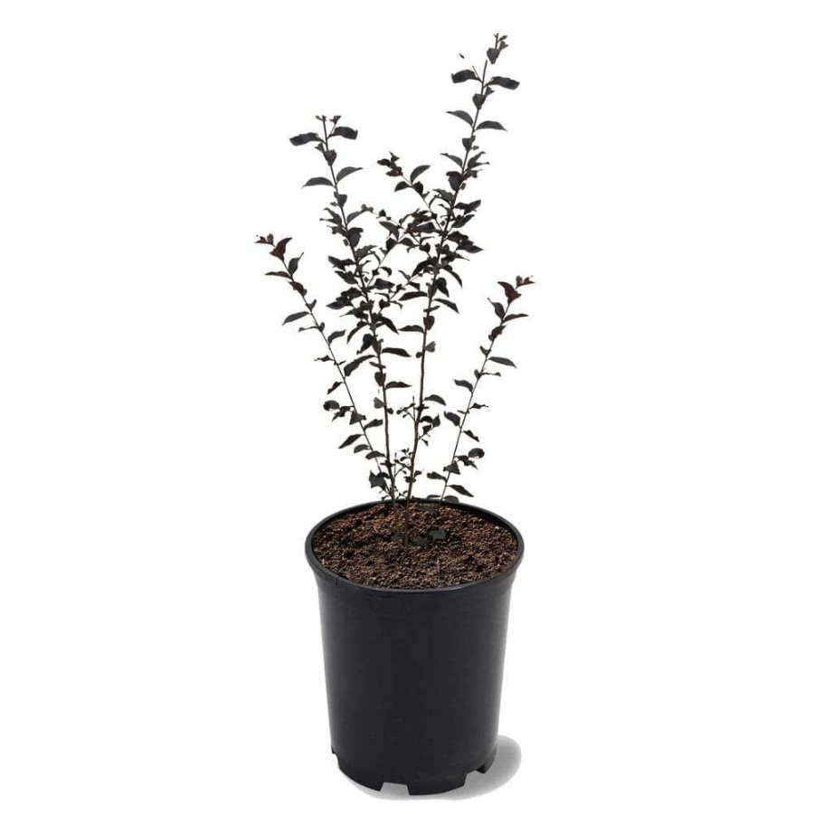 Outdoor Plants * | Promo 1 Gal. Lunar Magic Crape Myrtle Tree By First Editions