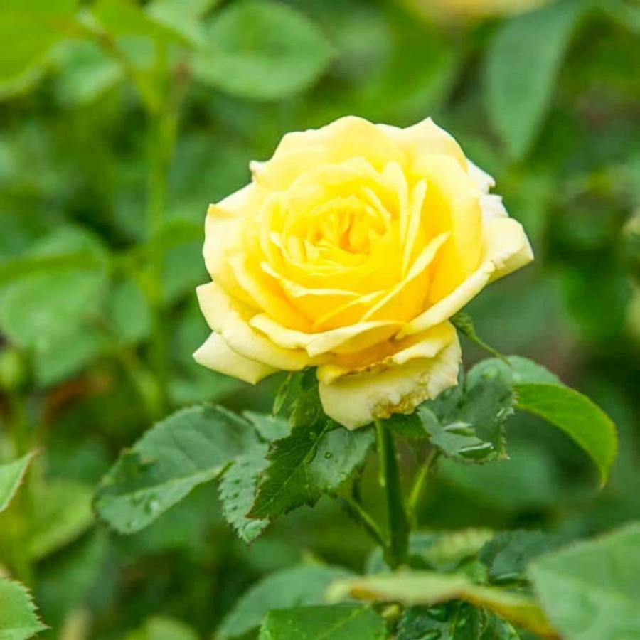 Outdoor Plants * | Promo 4 In. Pot, Yellow Freedom Shrub Rose, Yellow Color Flowers Live Bareroot Plant (1-Pack) By Spring Hill Nurseries